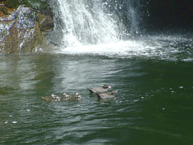 Blue Ducks on the Whakapapa River
